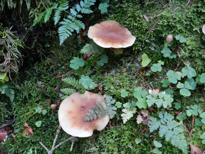 sempre bosco prevalenza conifere